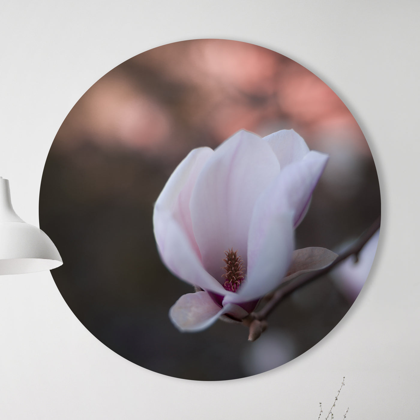 Magnolia - Mayra Fotografie