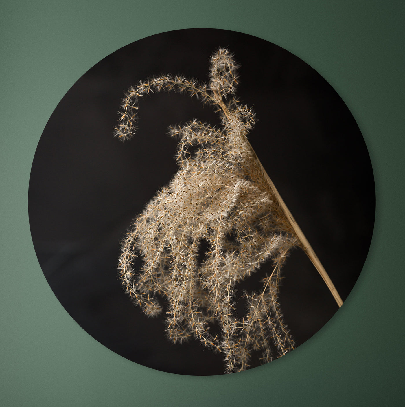Lichtval op pluizige rietpluim - Mayra Fotografie