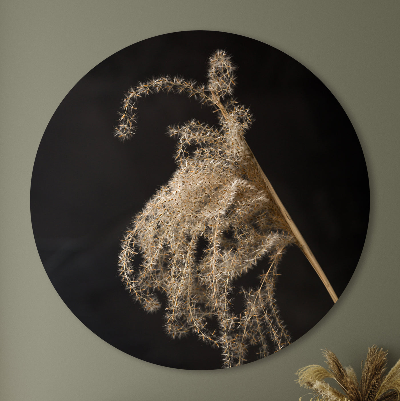 Lichtval op pluizige rietpluim - Mayra Fotografie