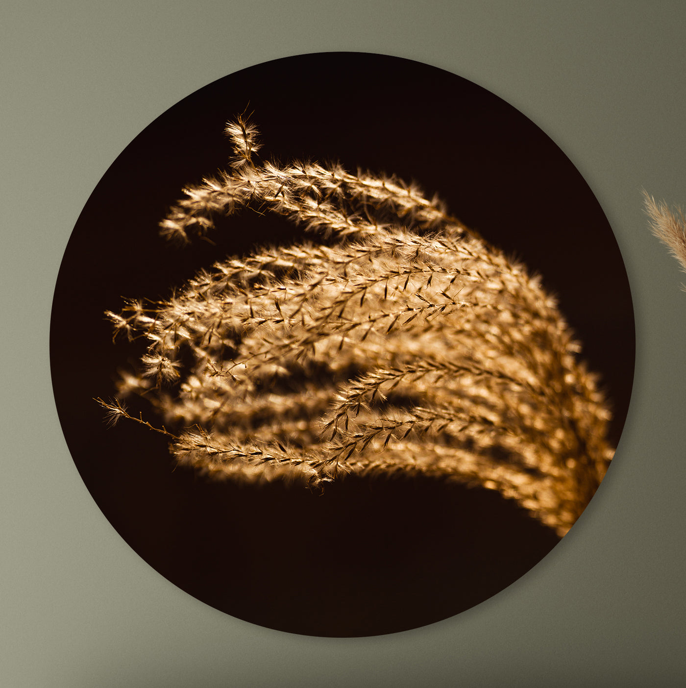 Rietpluim in goud zonlicht - Mayra Fotografie