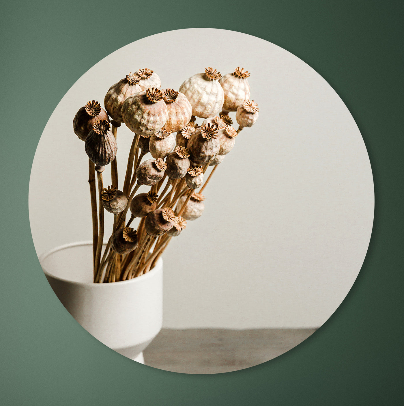 Stilleven met gedroogde papaverbollen - Mayra Fotografie