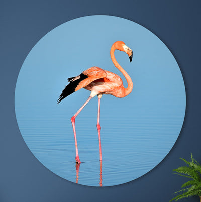 Flamant rose