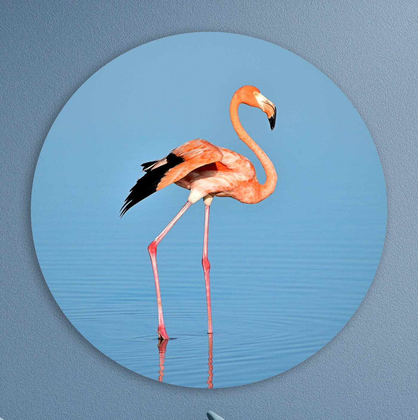 Flamant rose