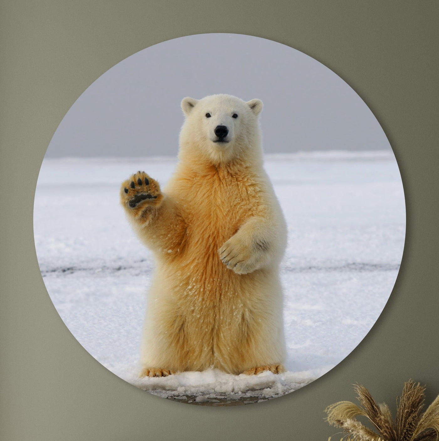 Bonjour Icebear