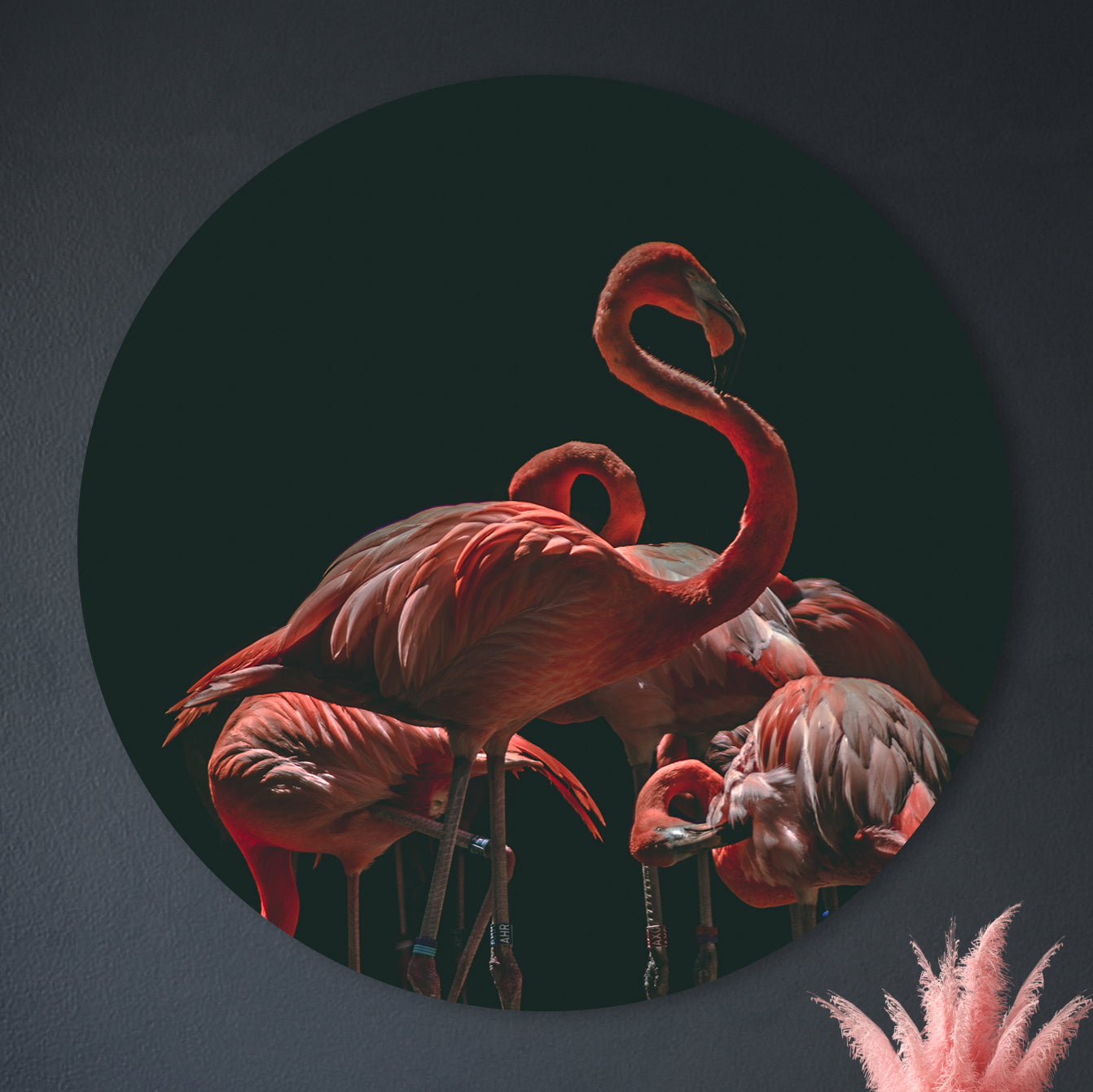 La famille Flamingo