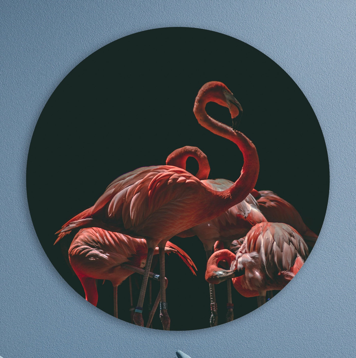 La famille Flamingo